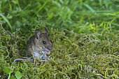 Long-tailed field mouse (Apodemus sylvaticus) on moss