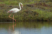 Greater Flamingo (Phoenicopterus ruber) walking in the water at the edge of a sansouire, Albufera, Spain -