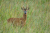 Roe deer (Capreolus capreolus) standing in a meadow, England