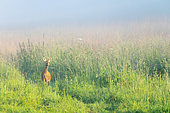 Roe deer (Capreolus capreolus) standing in a misty meadow, England