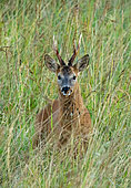 Roe deer (Capreolus capreolus) standing in a meadow, England