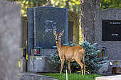 Roe deer (Capreolus capreolus) standing amongst tombstones, Austria