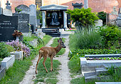 Roe deer (Capreolus capreolus) standing amongst tombstones, Austria