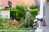 Roe deer (Capreolus capreolus) standing amongst tombstones, Austria