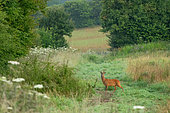 Roe deer (Capreolus capreolus) standing in a meadow, England