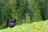 Western capercaillie (Tetrao urogallus) standing in the grass, Slovakia.