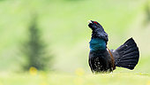Western Capercaillie (Tetrao urogallus) standing in the grass in the rain, Slovakia.