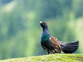 Western Capercaillie (Tetrao urogallus) standing in the grass in the rain, Slovakia.