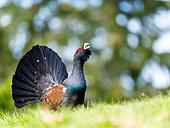 Western capercaillie (Tetrao urogallus) standing in the grass, Slovakia.
