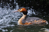Great crested grebe (Podiceps cristatus) on the water