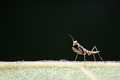 Juvenile praying mantis (Mantis religiosa) on a leaf