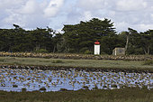 Oystercatcher, Black-bellied plover, Dunlin, sandpiper and red knot, Bourgneuf Bay, Port du Collet, Loire Atlantique, Pays de la Loire, France