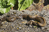 Vipère aspic (Vipera aspis), accouplement, Pays de la Loire, France