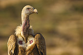 Portrait of Griffon Vulture (Gyps fulvus), Spain