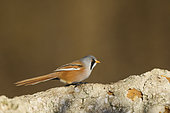 Bearded reedling (Panurus biarmicus), male on a rock at the edge of a reedbed, Spain
