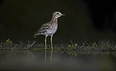 Eurasian stone curlew (Burhinus oedicnemus) quenching its thirst at night at a waterhole in summer, Spain