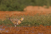 Female Pin tailed sandgrouse (Pterocles alchata) quenching her thirst at a waterhole on a steppe in summer, Spain