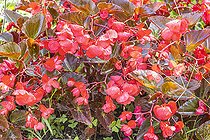 Begonia semperflorens Big 'Red Bronze Leaf' F1, flowers