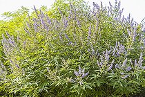 Broad-leaved chaste tree, Vitex agnus-castus var. latifolia, in bloom