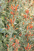 Dicliptera suberecta, flowers
