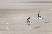 Common Ringed Plover (Charadrius hiaticula) in flight in winter, Pas de Calais, France