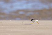 Great Gravelot (Charadrius hiaticula) running on the beach in spring, Côte d'Opale, France