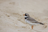 Common Ringed Plover (Charadrius hiaticula) on the sand in spring, Côte d'Opale, France