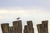 Common Ringed Plover (Charadrius hiaticula) on a breakwater in spring, Côte d'Opale, France