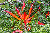 Chard 'Bright Lights', Chard with beautiful pink-red-yellow and green colors, very ornamental variety but also as tasty as the other classic varieties, Jardin potager pédagogique de l'Arche de la nature, Le Mans métropole, Sarthe, France
