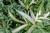 Chard 'verte à carde blanche race de Nice', Chard with white and green colors, Jardin potager pédagogique de l'Arche de la nature, Le Mans métropole, Sarthe, France
