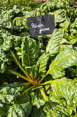Yellow chard, Jardin potager de l'Arche de la nature, Le Mans metropole, Sarthe, France