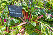 Chard 'Magenta Sunset', Jardin potager pédagogique de l'Arche de la nature, Le Mans métropole, Sarthe, France