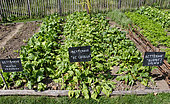 Plot of 'Albina vereduna', 'De Chiogga' and 'Burpee's golden' beets. Jardin potager pédagogique de l'Arche de la nature, Le Mans métropole, Sarthe, France