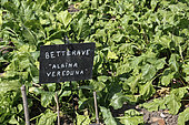 Albina vereduna' beet. Jardin potager pédagogique de l'Arche de la nature, Le Mans métropole, Sarthe, France