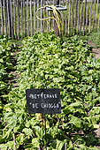 De Chiogga' beet. Jardin potager pédagogique de l'Arche de la nature, Le Mans métropole, Sarthe, France