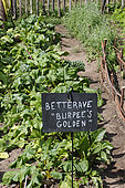 Burpee's golden' beet plot. Jardin potager pédagogique de l'Arche de la nature, Le Mans métropole, Sarthe, France