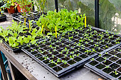 Germination trays for future flower plants in the glass greenhouse. Jardin potager pédagogique de l'Arche de la nature, Le Mans Métropole, Sarthe, France