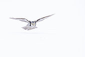 Northern Hawk-Owl (Surnia ulula) hunting in flight in winter, Kuusamo region, Finland