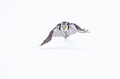 Northern Hawk-Owl (Surnia ulula) hunting in flight in winter, Kuusamo region, Finland