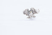 Northern Hawk-Owl (Surnia ulula) hunting in flight in winter, Kuusamo region, Finland