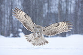 Great gray owl (Strix nebulosa) hunting from the front in a snow shower. Kuusamo region, Finland.