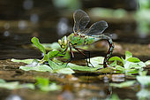 Emperor Dragonfly (Anax imperator) female laying eggs, Loire Valley, France
