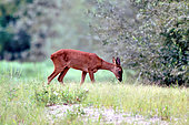 Roe deer (Capreolus capreolus) female in a side branch of the Loire near Pouilly, Nièvre, France