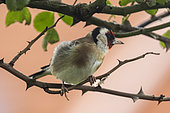 Goldfinch (Carduelis carduelis) on a rose branch, France, Pas de Calais, spring