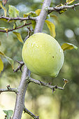 Chinese flowering Quince, Chaenomeles cathayensis, fruit