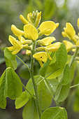 Dalmatian Laburnum (Petteria ramentacea), flowers