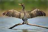 Great cormorant (Phalacrocorax carbo) drying its wings, perched on a branch on a pond.