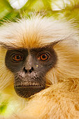Golden langur, or Gee's semnopithecus (Trachypithecus geei), in a bamboo forest, Manas National Park, Assam, India