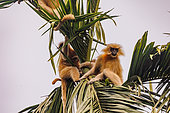 Golden langur, or Gee's semnopithecus (Trachypithecus geei), Mother and baby in a tree, Manas National Park, Assam, India