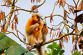 Golden langur, or Gee's semnopithecus (Trachypithecus geei), lookink for food in a tree, Manas National Park, Assam, India